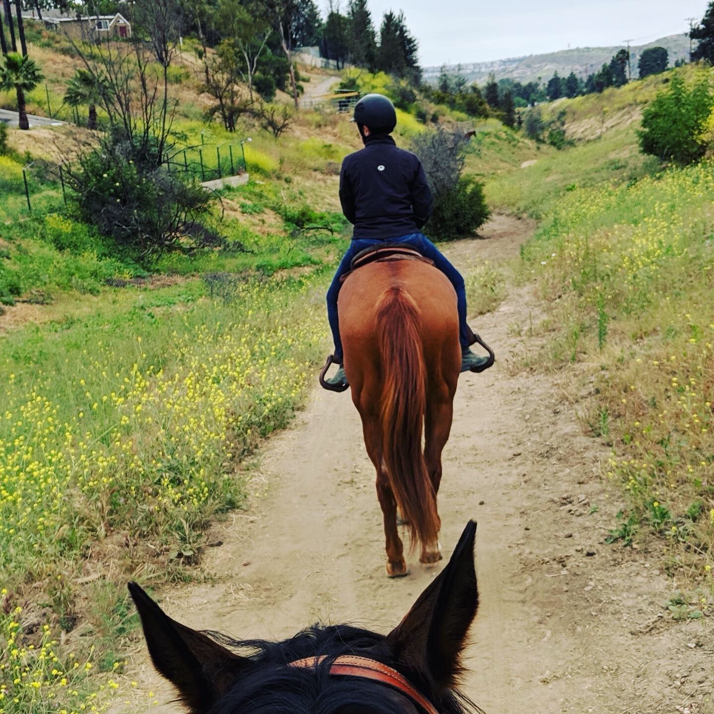 Horse and rider training outdoors