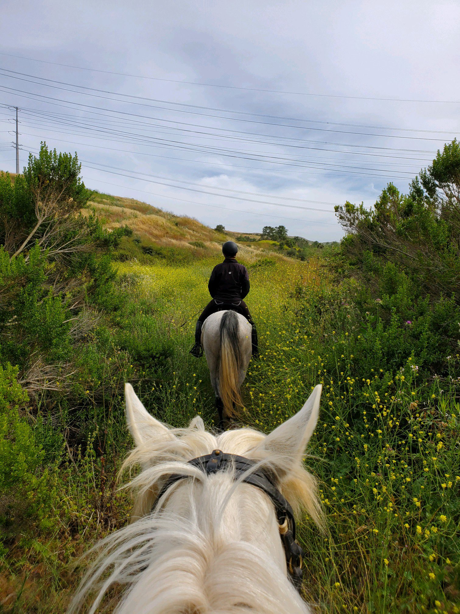 Silver Iris riders on the trail