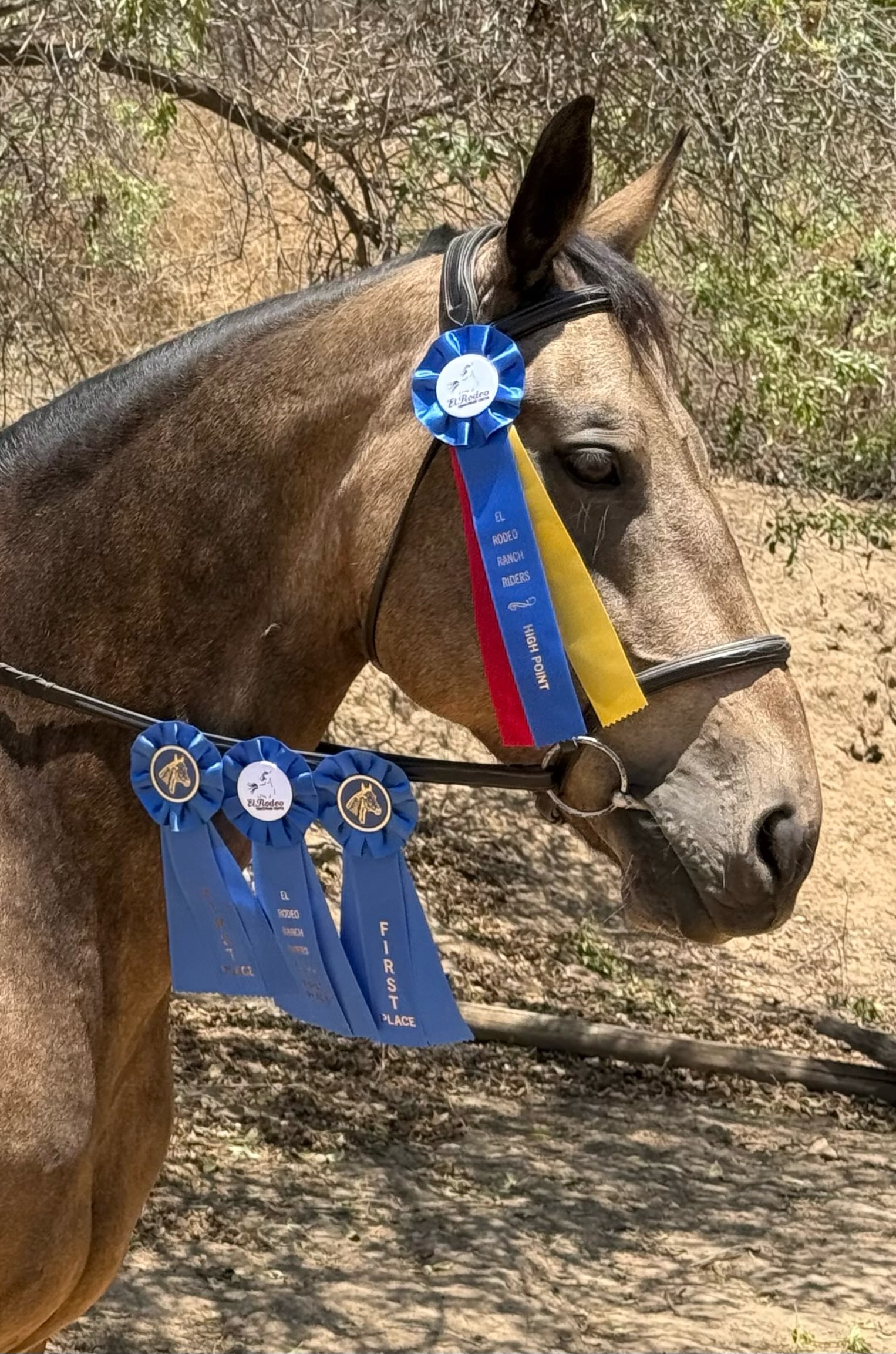 Horse wearing Silver Iris competition ribbons